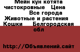 Мейн-кун котята чистокровные › Цена ­ 25 000 - Все города Животные и растения » Кошки   . Белгородская обл.